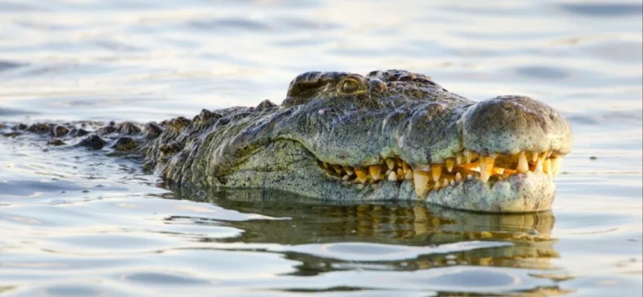 Veteran Canoe Guide Killed In Zambezi River Crocodile Horror