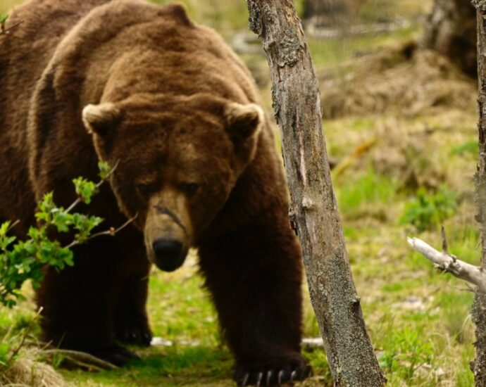 All hail the new Fat Bear Champion