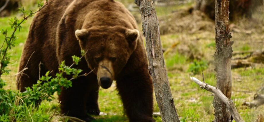 All hail the new Fat Bear Champion