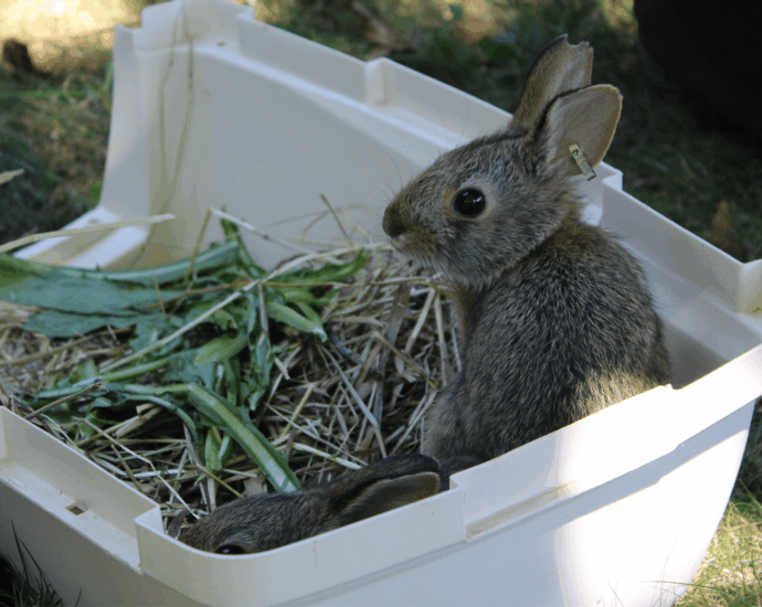 15 baby rabbits born at an NYC zoo released in New England