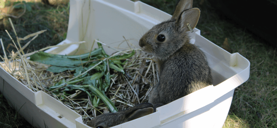 15 baby rabbits born at an NYC zoo released in New England