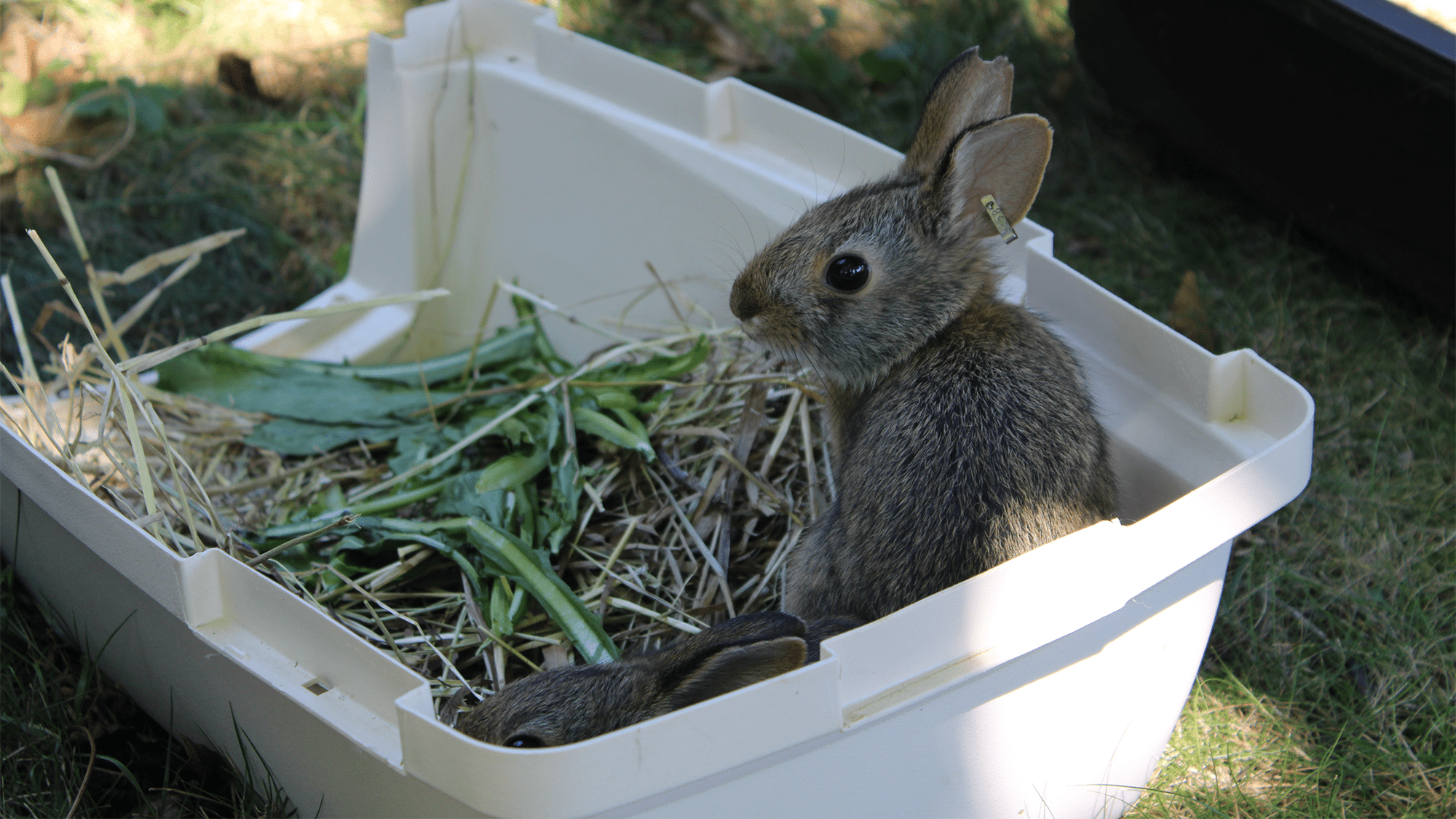 Nys Rabbits 15 baby rabbits born at an NYC zoo released in New England – # ...