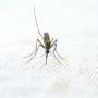 Climate change, population growth threats as malaria fight stalls