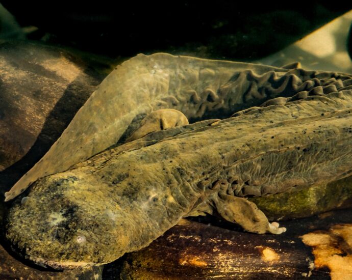 Hellbender salamanders are huge—and in trouble