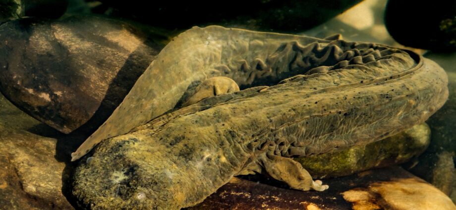 Hellbender salamanders are huge—and in trouble