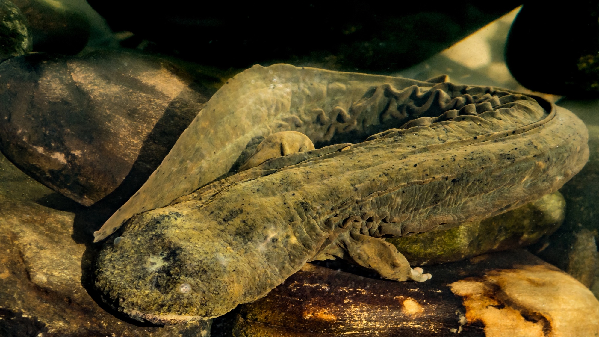 Hellbender salamanders are huge—and in trouble – #purplerelativity