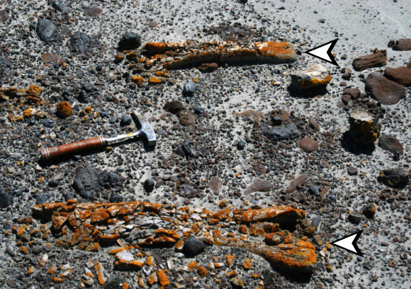 Orange-Colored Lichens Helping Paleontologists Discover Dinosaur Fossils