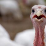 Turkey tallying could get a boost from AI-powered drones