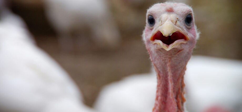 Turkey tallying could get a boost from AI-powered drones