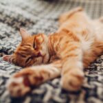 Origin story of domestic cats rewritten by genetic analysis