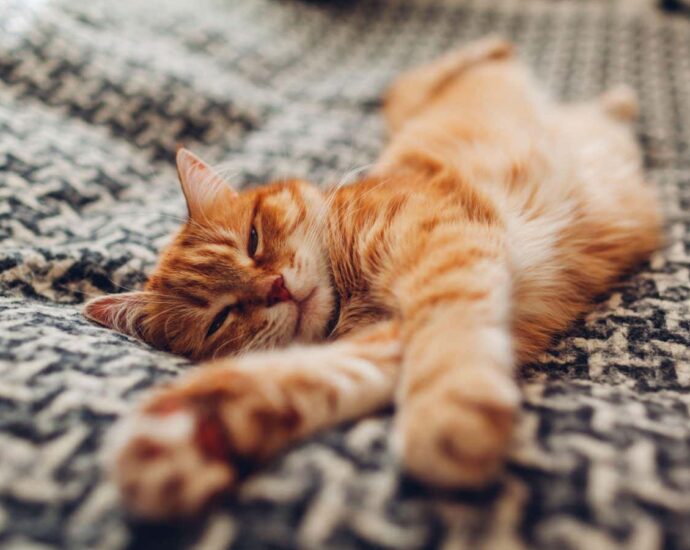 Origin story of domestic cats rewritten by genetic analysis