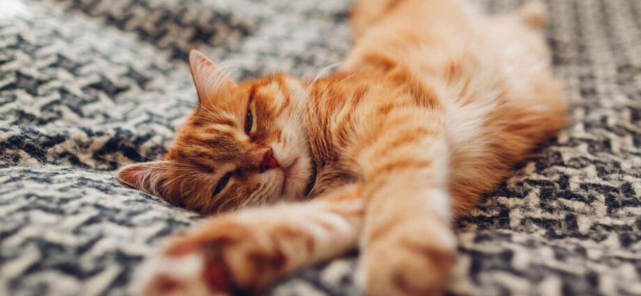 Origin story of domestic cats rewritten by genetic analysis