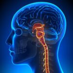 The Brainstem and Pain: New Research, New Understanding