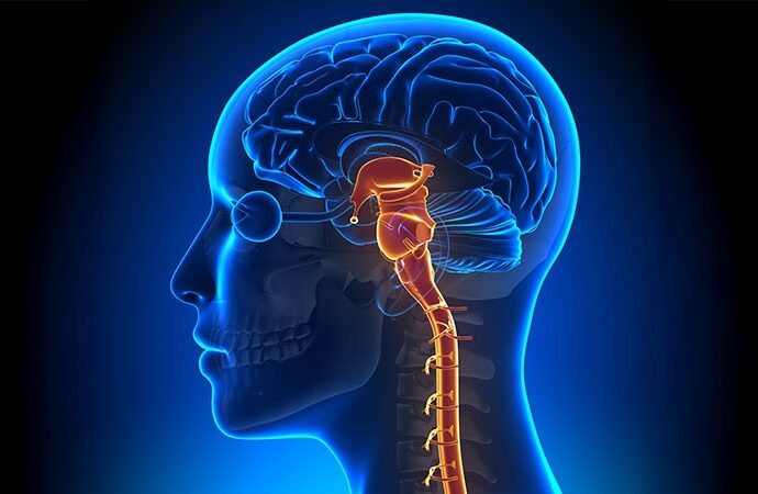 The Brainstem and Pain: New Research, New Understanding