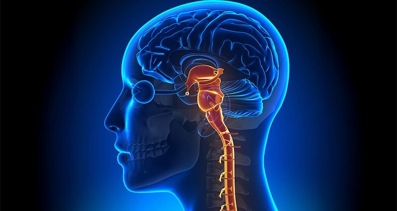 The Brainstem and Pain: New Research, New Understanding