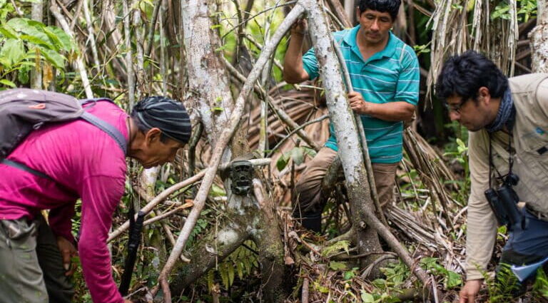 In Peru, community-led camera trapping boosts conservation and ecotourism