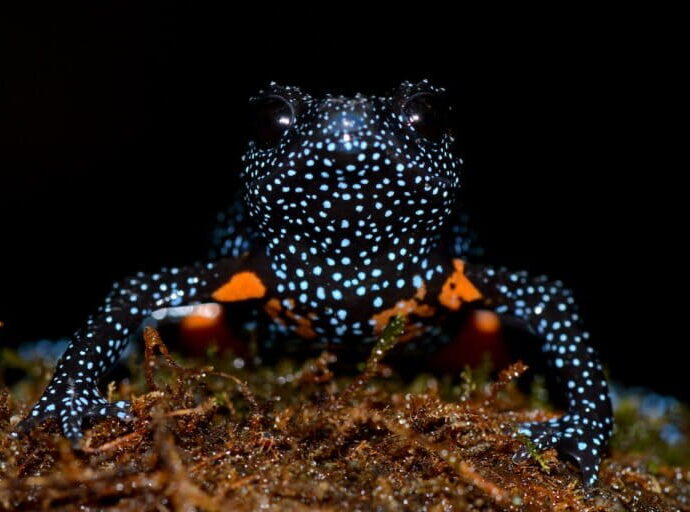 Photo tourism threatens rare galaxy frog population in India’s Western Ghats