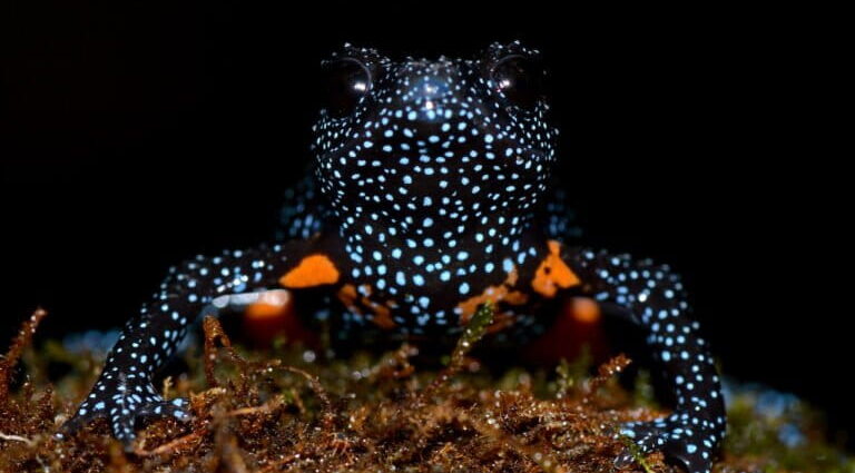 Photo tourism threatens rare galaxy frog population in India’s Western Ghats