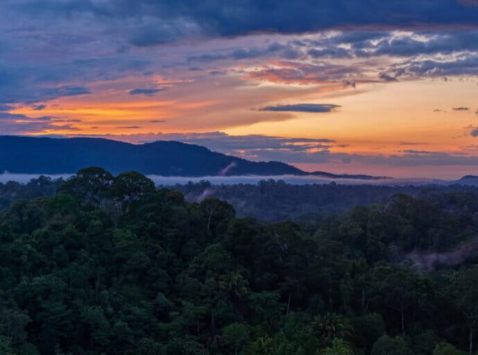 Mongabay’s most popular stories of 2025