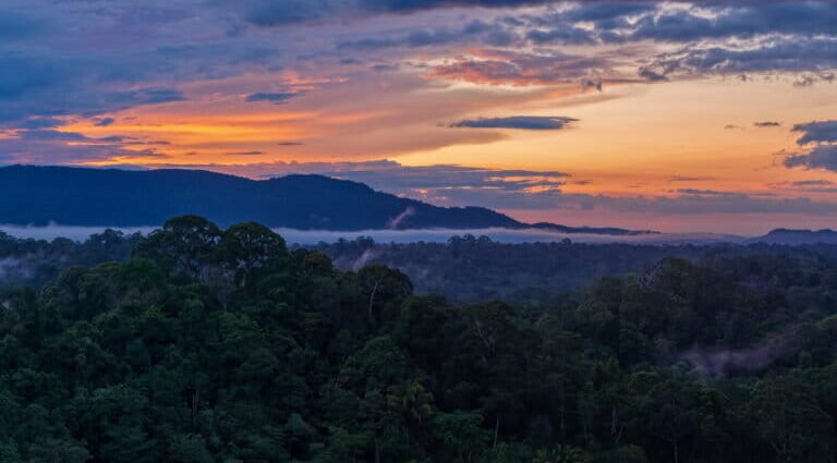 Mongabay’s most popular stories of 2025