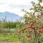 Why this Japanese prefecture is obsessed with apples