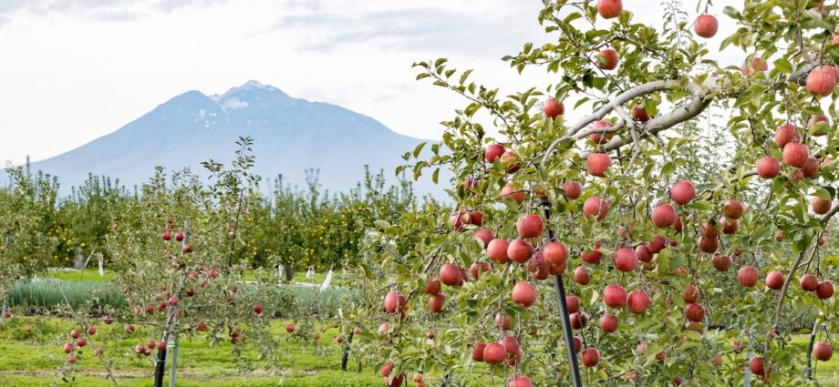 Why this Japanese prefecture is obsessed with apples