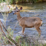 Deer markings actually glow