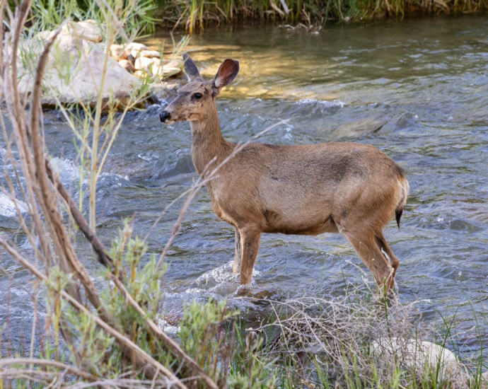 Deer markings actually glow
