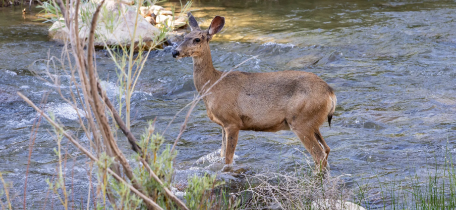 Deer markings actually glow