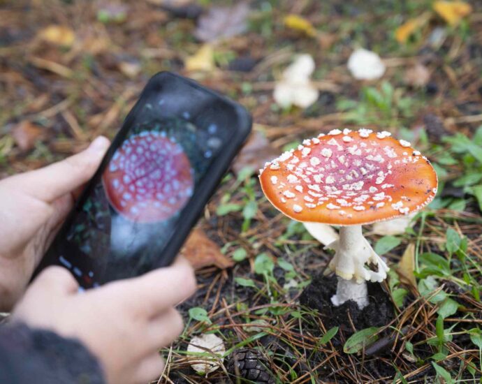 6 Plant Identification Apps to Try in 2026