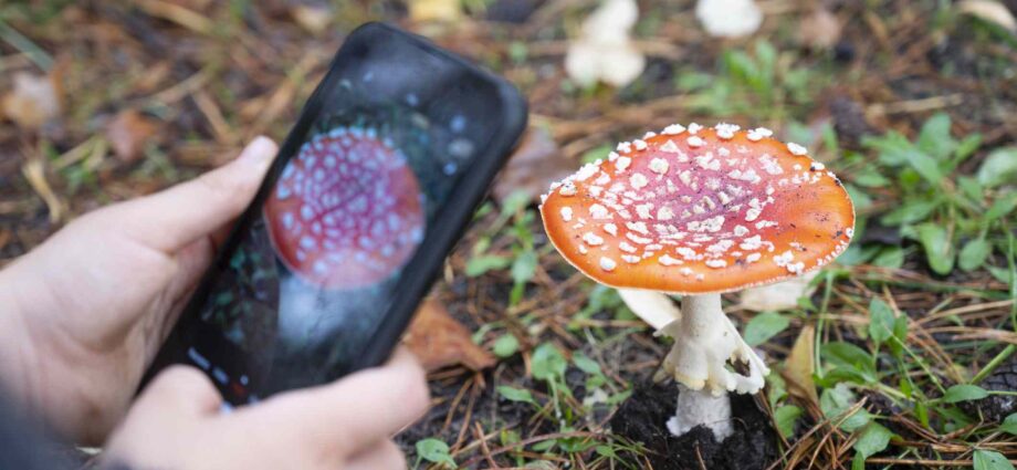 6 Plant Identification Apps to Try in 2026