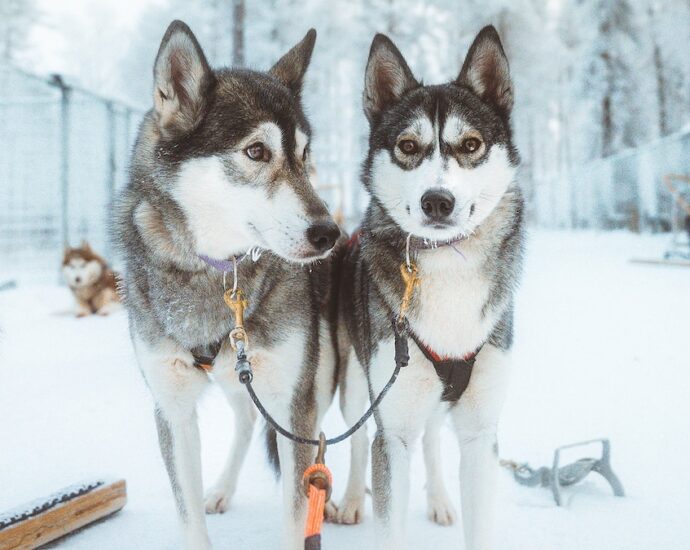 What to see and do in Rovaniemi, Finland