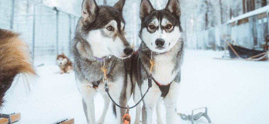 What to see and do in Rovaniemi, Finland