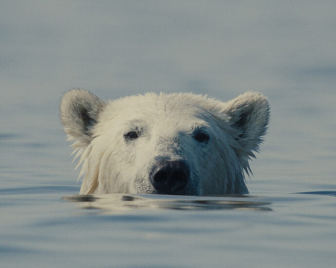 ‘Nuisance Bear’ Review: Transfixing Study of Polar Bears in the Canadian Arctic Reflects on the Steep Two-Way Costs of Human Interaction
