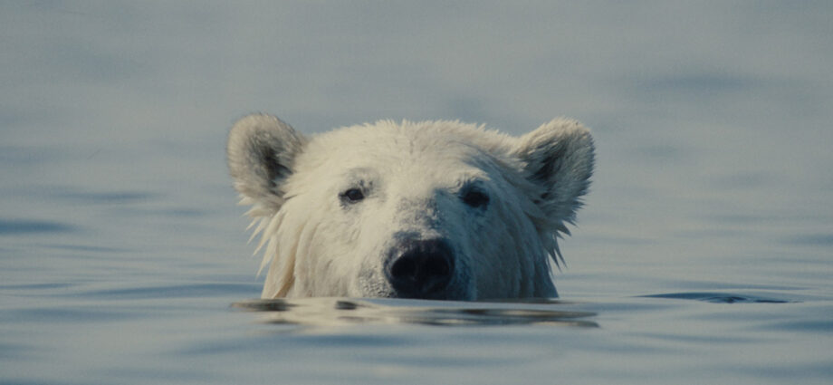 ‘Nuisance Bear’ Review: Transfixing Study of Polar Bears in the Canadian Arctic Reflects on the Steep Two-Way Costs of Human Interaction
