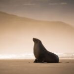 Sea lions, surf and the steepest street—discover the best of Dunedin, New Zealand