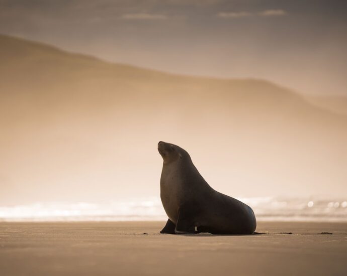 Sea lions, surf and the steepest street—discover the best of Dunedin, New Zealand