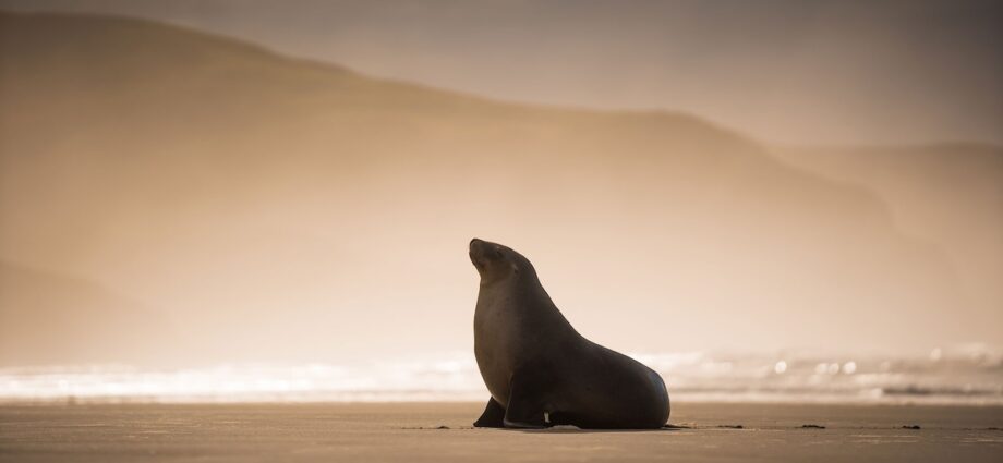 Sea lions, surf and the steepest street—discover the best of Dunedin, New Zealand