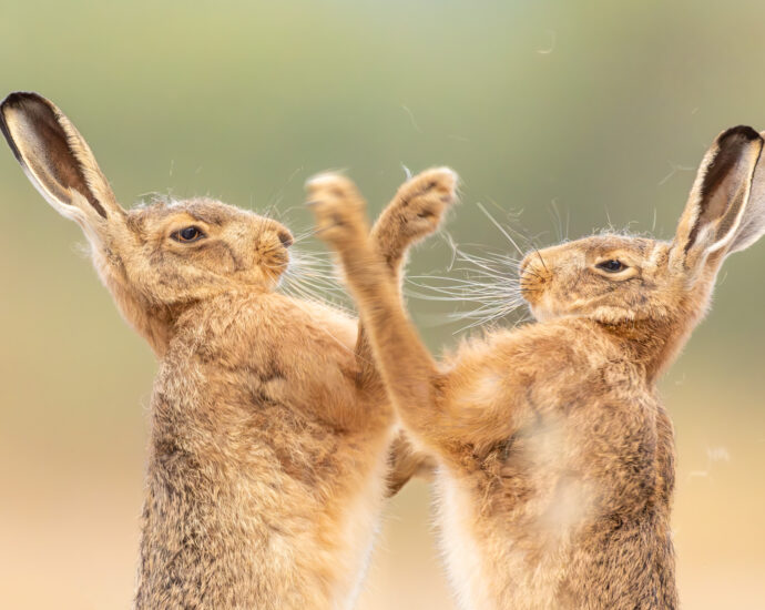 15 enchanting images from the 2026 British Wildlife Photography Awards