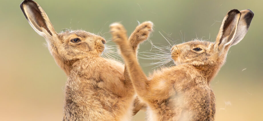 15 enchanting images from the 2026 British Wildlife Photography Awards
