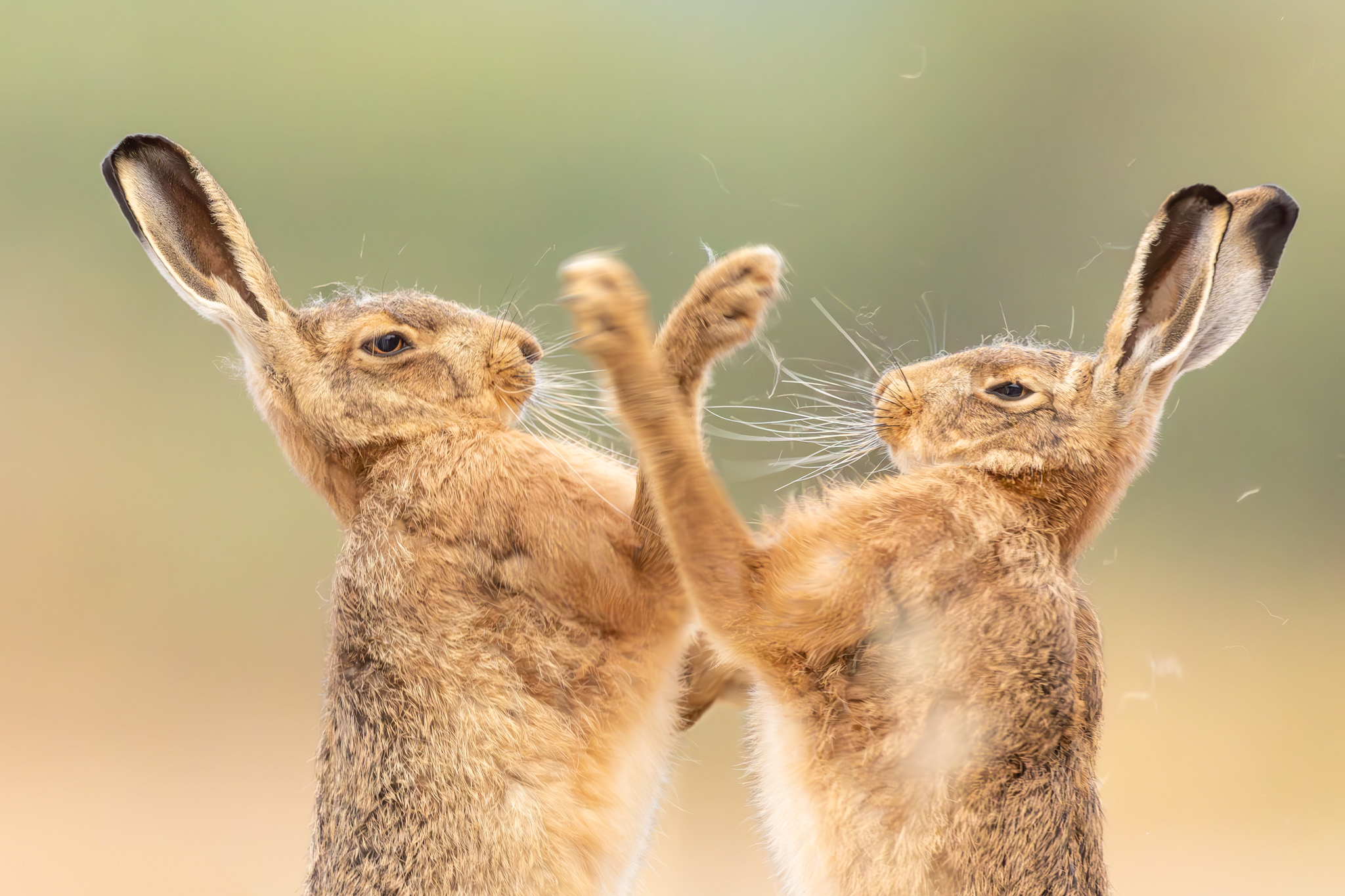 15 enchanting images from the 2026 British Wildlife Photography Awards ...