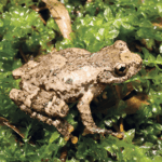 This Frog Sings Like a Bird
