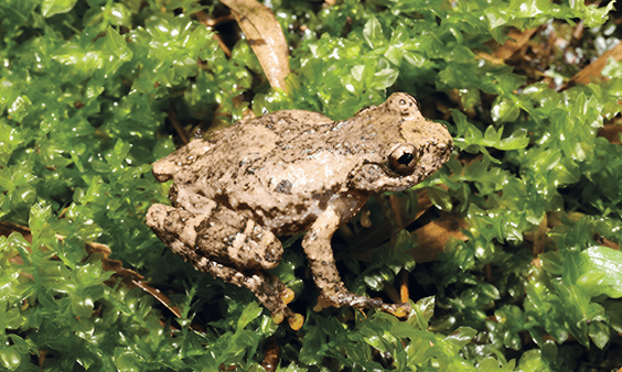 This Frog Sings Like a Bird