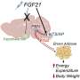 New insights into weight-loss hormones: How FGF21 works in the brain