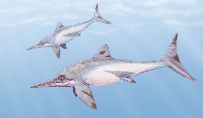Jurassic Ichthyosaur Fossil Found in Cuba