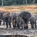 The little-known story of emerging ecotourism in the Central African Republic