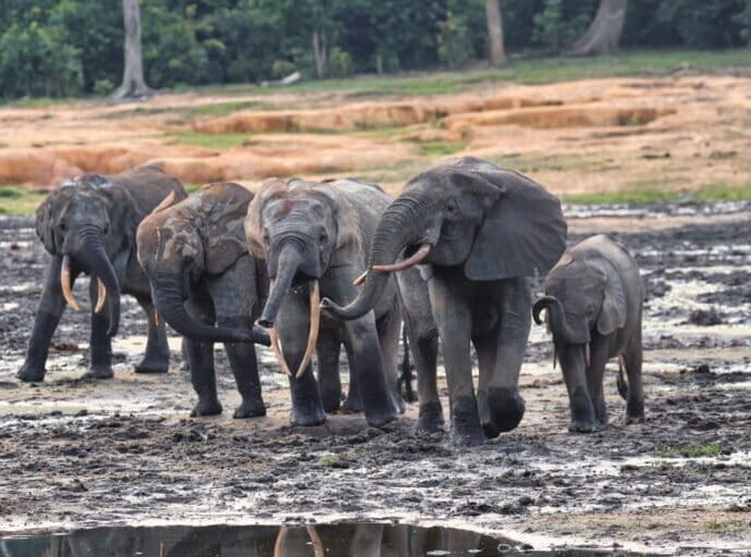 The little-known story of emerging ecotourism in the Central African Republic