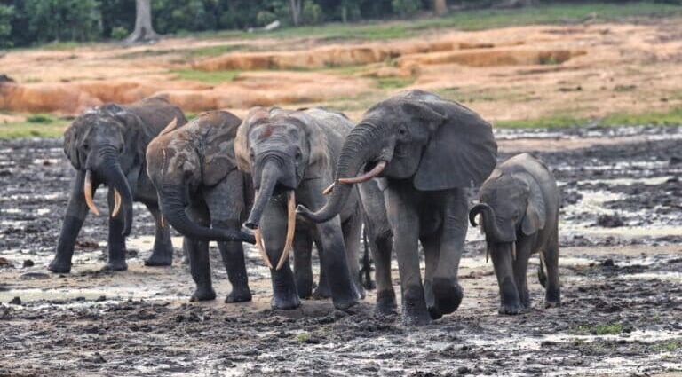 The little-known story of emerging ecotourism in the Central African Republic