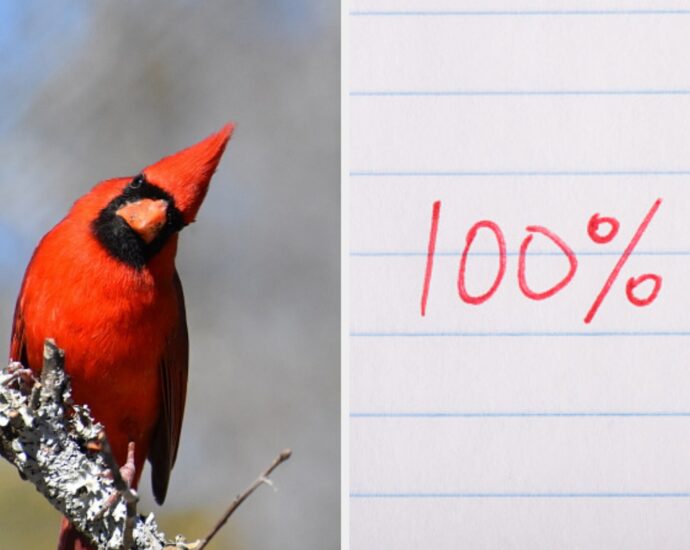 Can You Name Each And Every One Of These Types Of Birds?