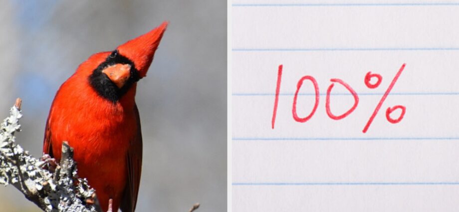 Can You Name Each And Every One Of These Types Of Birds?